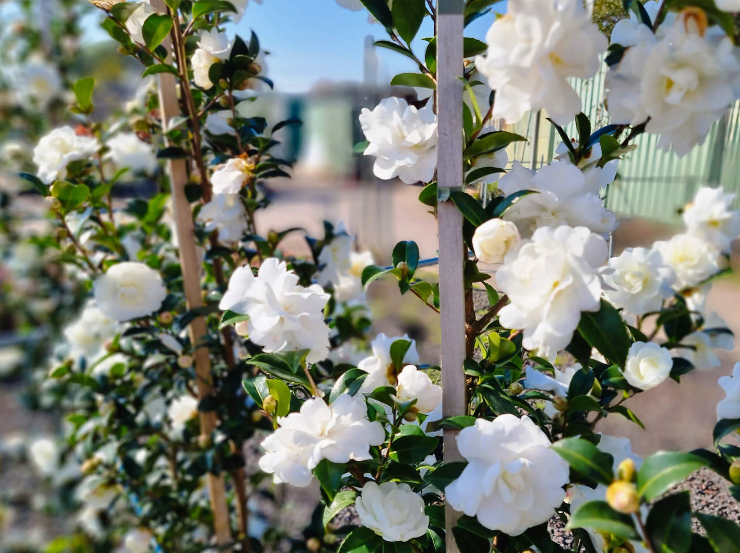 Camellia sasanqua Avalanche CamsasAva 170mm