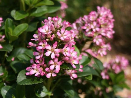 Escallonia laevis Pink Elle PBR EsclaePE 140mm