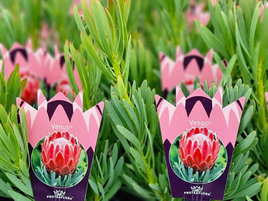 Protea susannae magnifica Venus ProsmVen Sugarbush 140mm