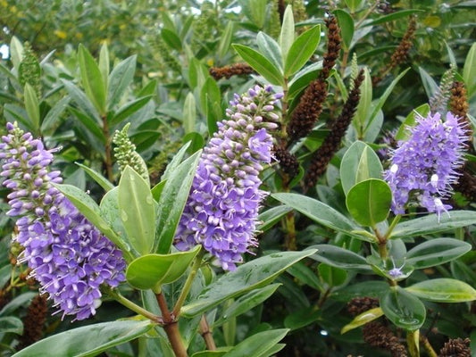 Hebe hybrida Wiri Image HebhybWI 140mm