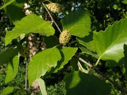 Betula nigra Betnig River Birch, Red Birch 200mm