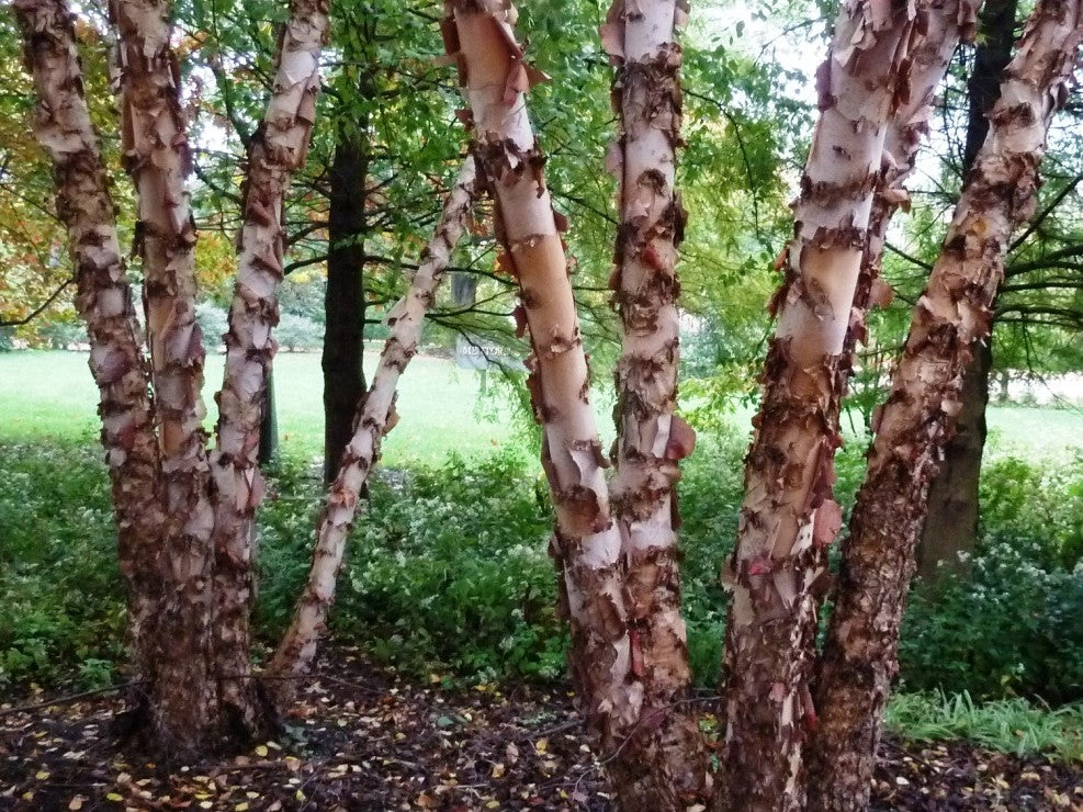 Betula nigra Betnig River Birch, Red Birch 200mm