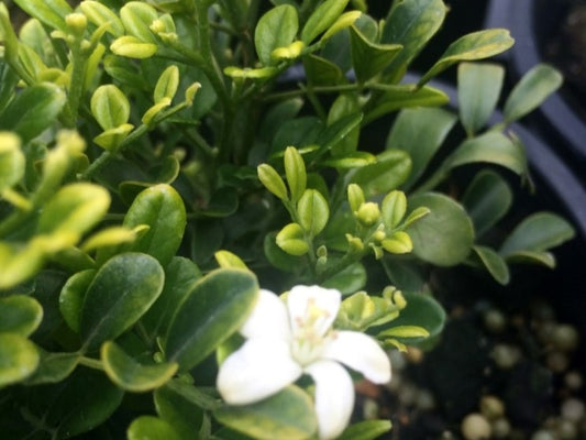 Murraya paniculata Min A Min MurpanMAM Dwarf Orange Jessamine, Dwarf Mock Orange, Dwarf Chinese Box 140mm