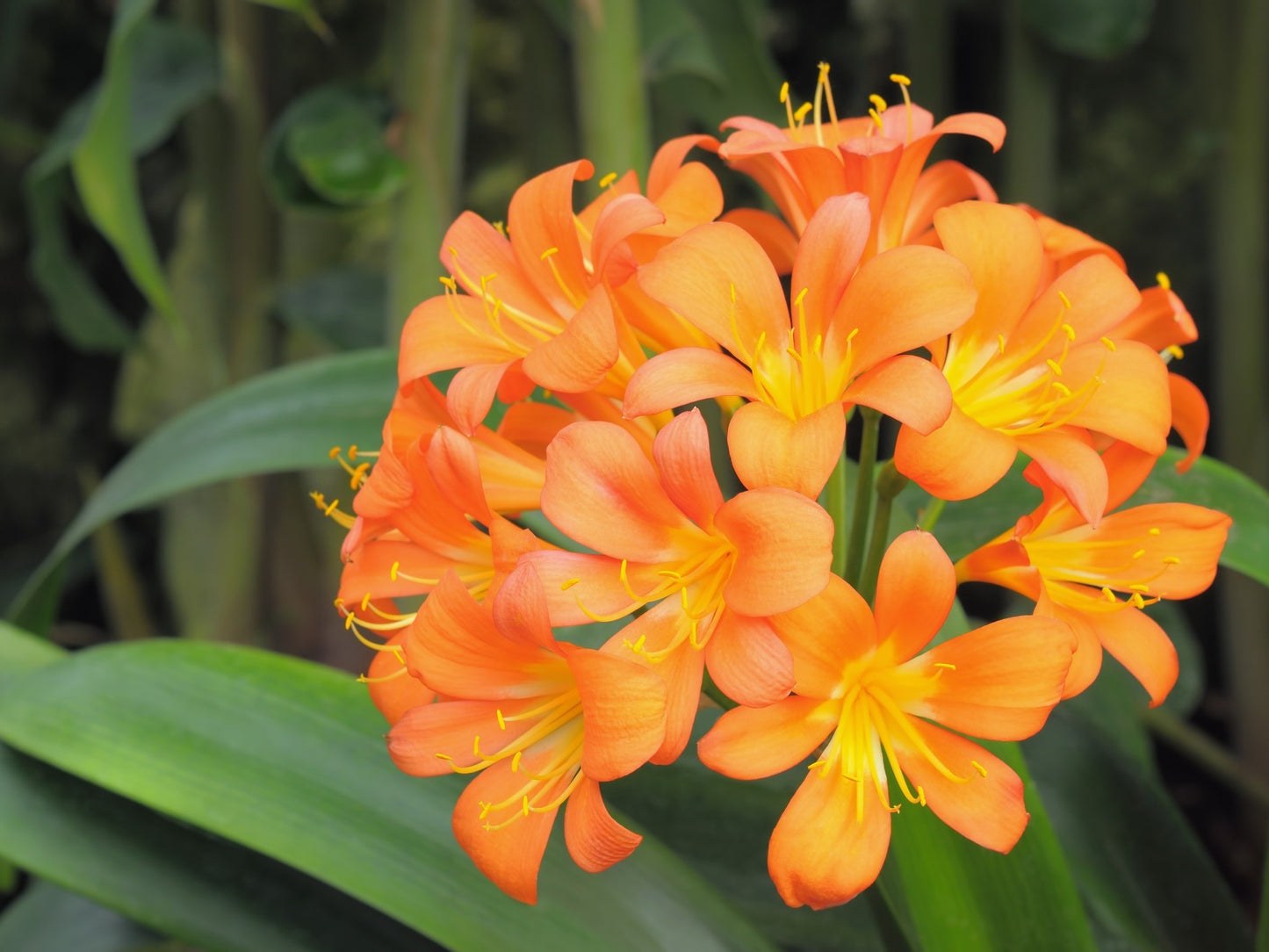 Clivia miniata Climin Kaffir Lily, Bush Lily, Natal Lily