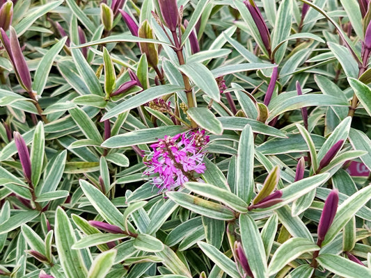 Hebe hybrida Annies Winter Wonder HebhybAWW
