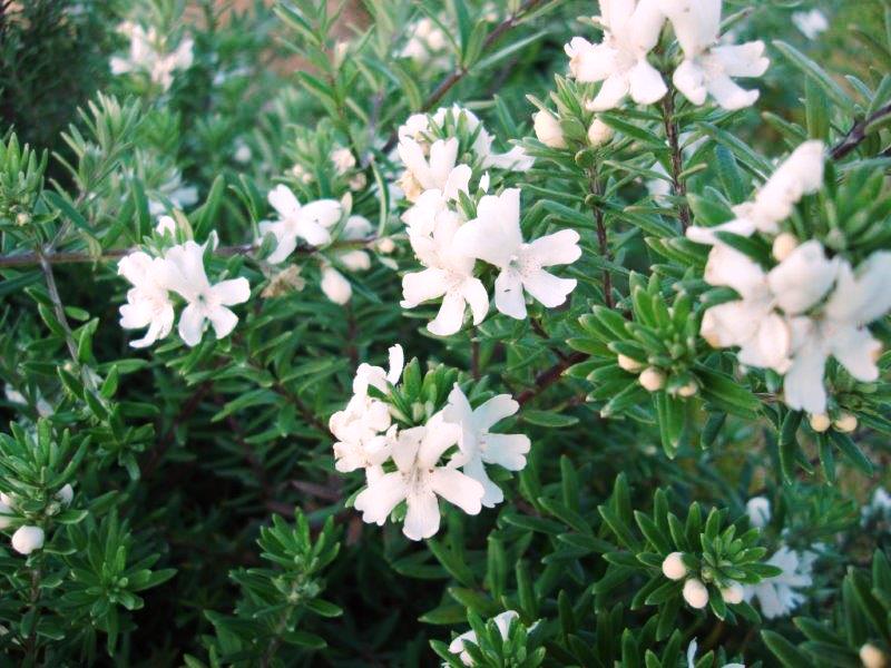 Westringia fruticosa Mundi PBR WesfruMun Native Rosemary, Coastal Rosemary, Coast Rosemary, WES05 140mm