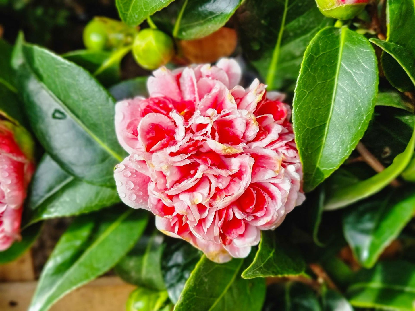 Camellia japonica Volunteer CamjapVolu 170mm