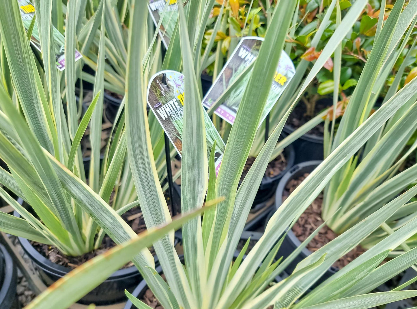 Dietes iridioides White Tiger PBR DieiriWT Paroo Lily, African Iris, Cape Iris, Fortnight Lily, Morea Iris 140mm