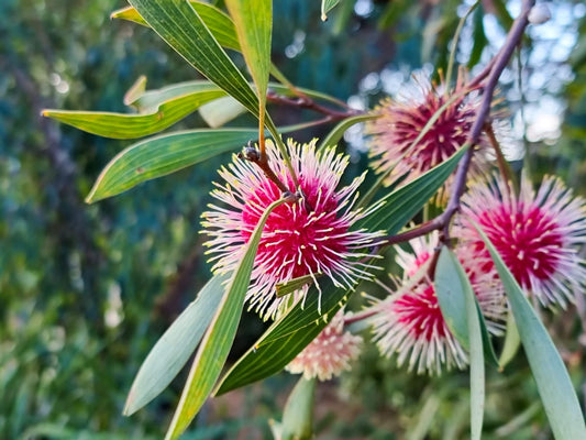 Hakea laurina Haklau Pincushion Hakea, Pin Cushion Hakea, Emu Bush, Kodjet, 140mm