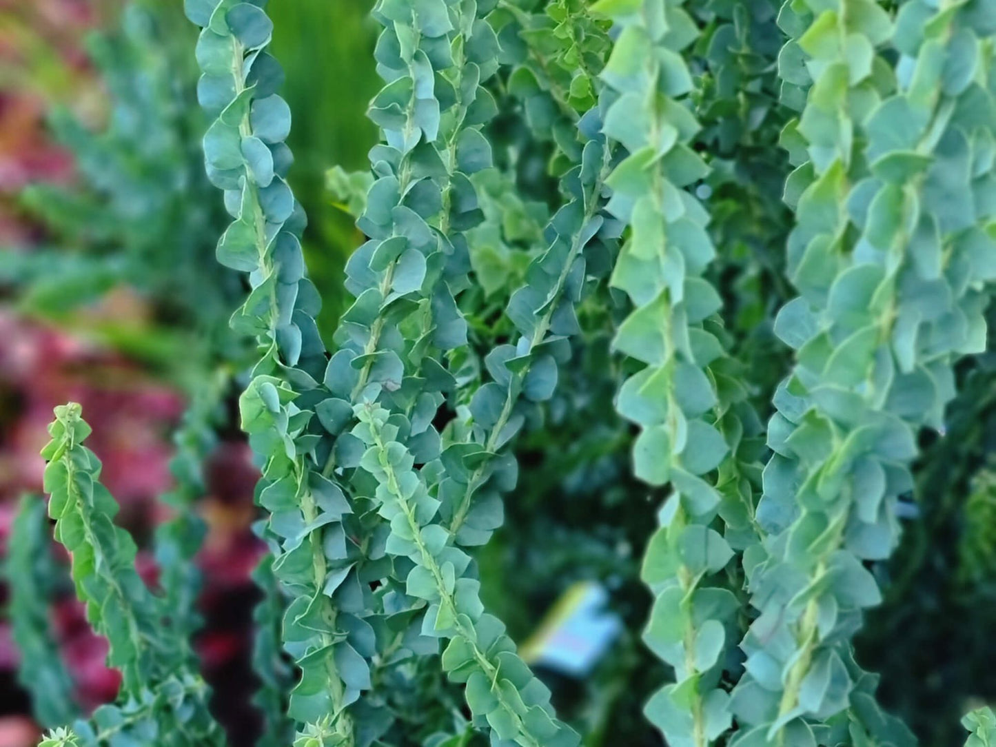 Acacia pravissima Little Nugget AcapraLN Ovens Wattle, Wedge Leaved Wattle,Ovens Wattle, Wedge Leaved Wattle 140mm