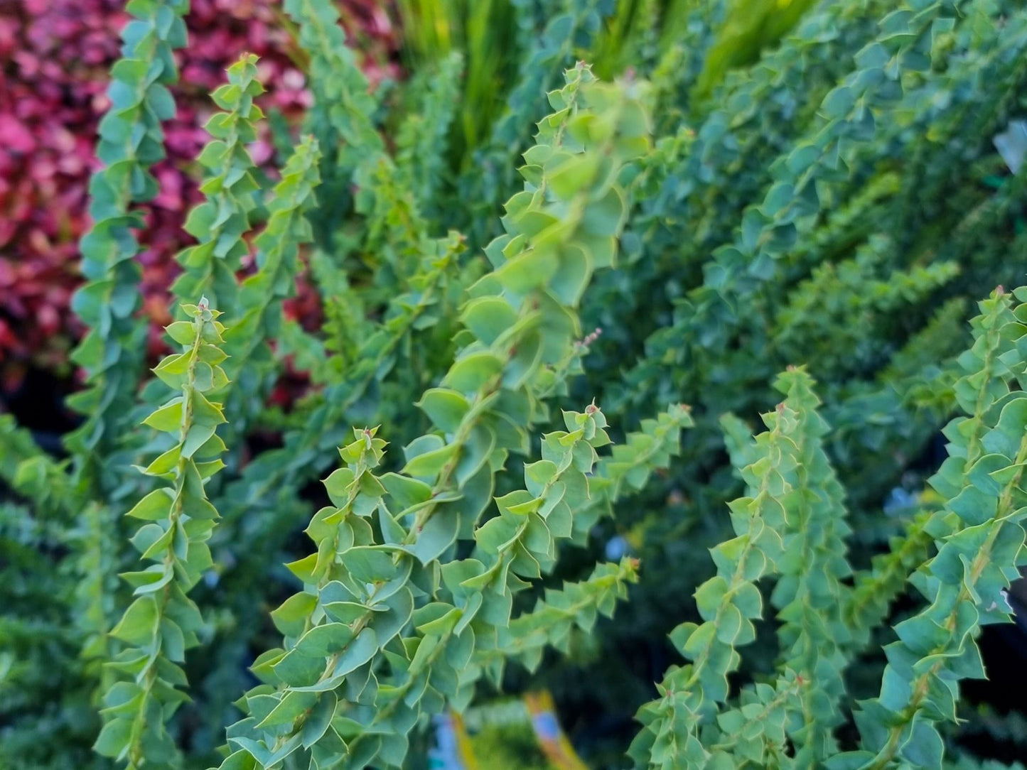 Acacia pravissima Little Nugget AcapraLN Ovens Wattle, Wedge Leaved Wattle,Ovens Wattle, Wedge Leaved Wattle 140mm