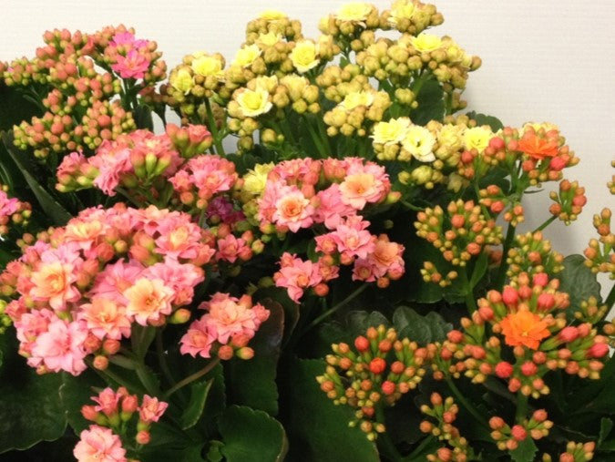 Kalanchoe blossfeldiana Calandiva KalbloCal Flaming Katy, Succulent