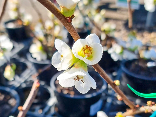 Chaenomeles speciosa Nivalis ChaspeNiv Flowering Quince 140mm