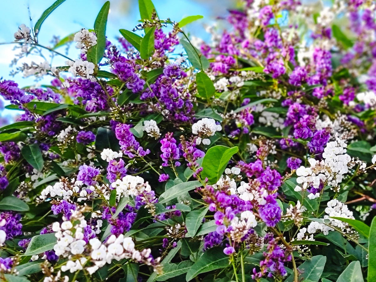 Hardenbergia violacea Happy Duo HarvioHD False Sarsaparilla, Purple Coral Pea, Happy Wanderer, Native Wisteria 200mm