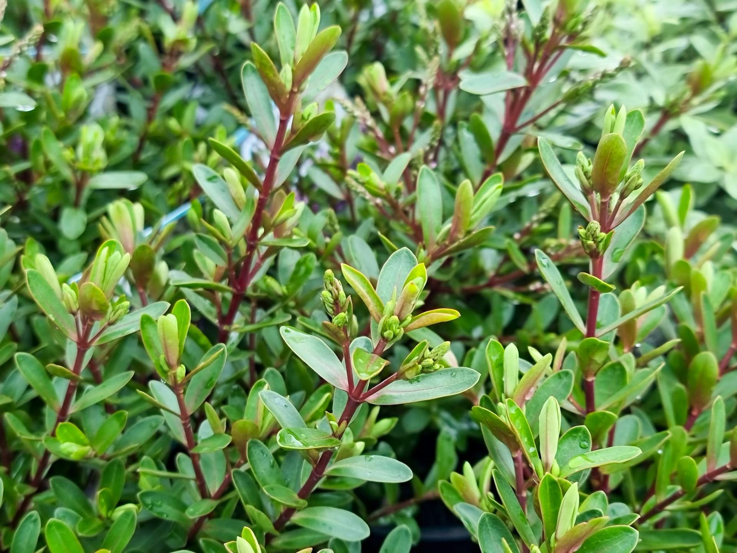 Hebe hybrida Lilac Mist HebhybLM 170mm