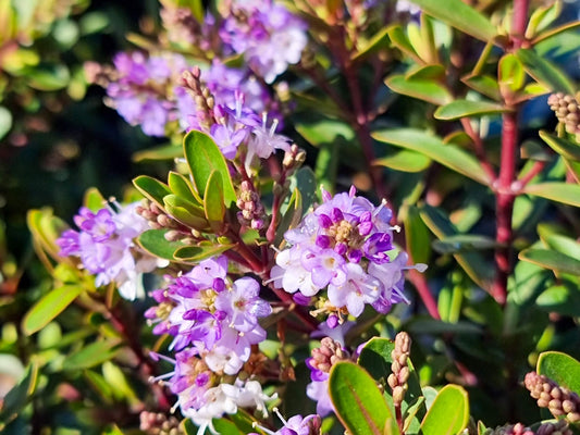 Hebe hybrida Lilac Mist HebhybLM 170mm