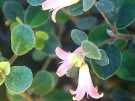 Correa alba Coastal Pink PBR CoralbCP White Correa