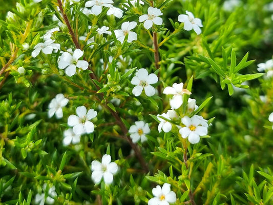 Coleonema album Colalb White Diosma