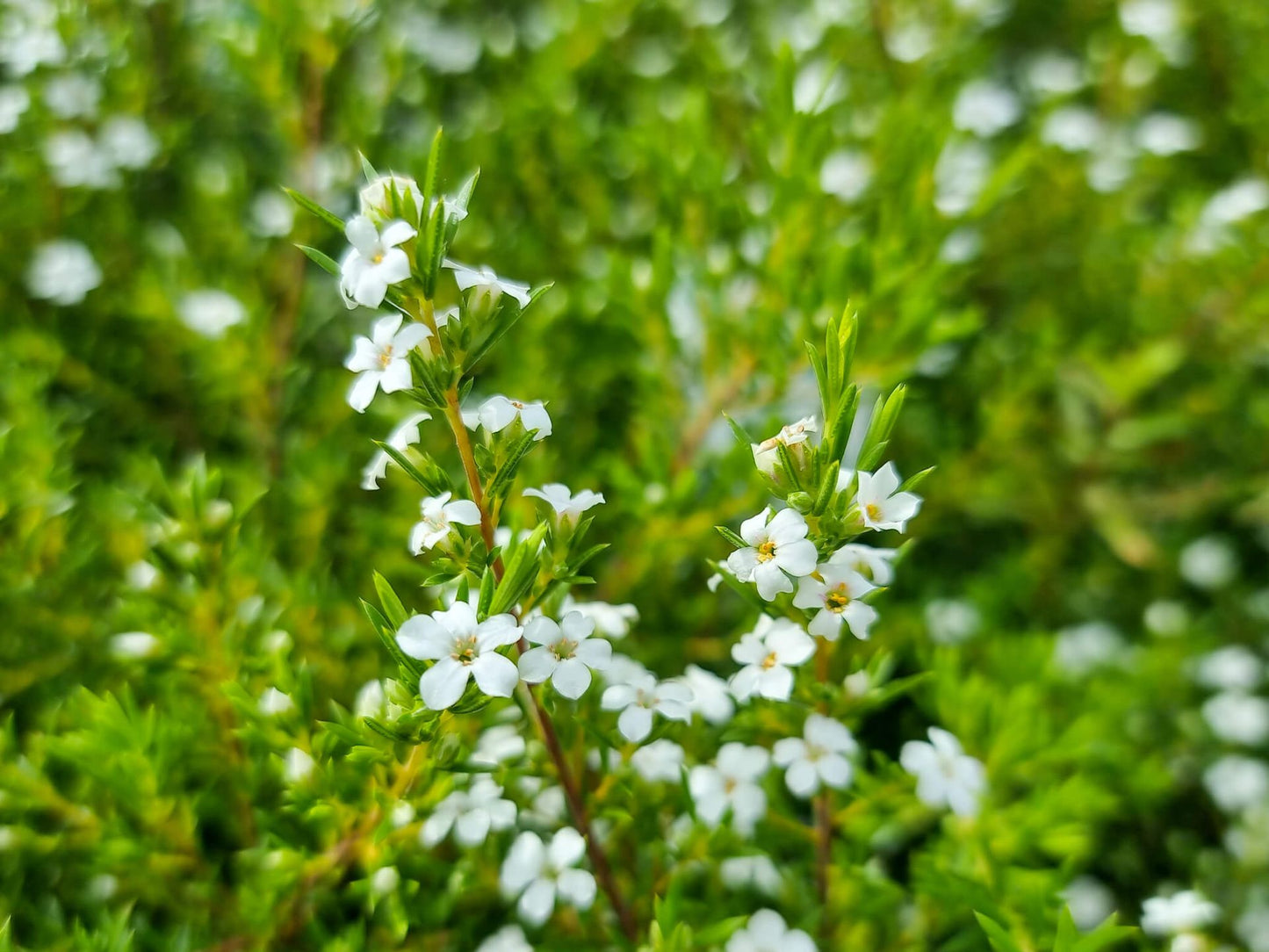 Coleonema album Colalb White Diosma