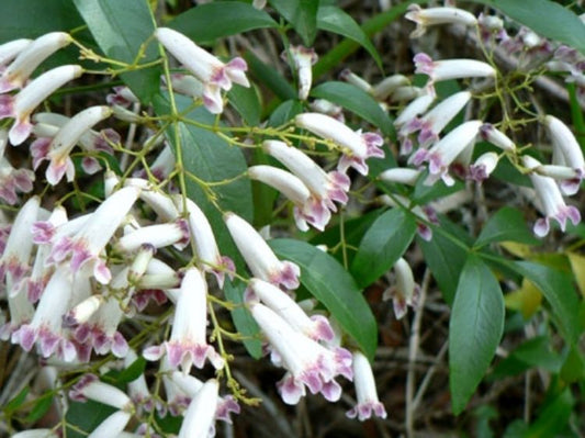 Pandorea pandorana Panpan Wonga Wonga Vine 140mm
