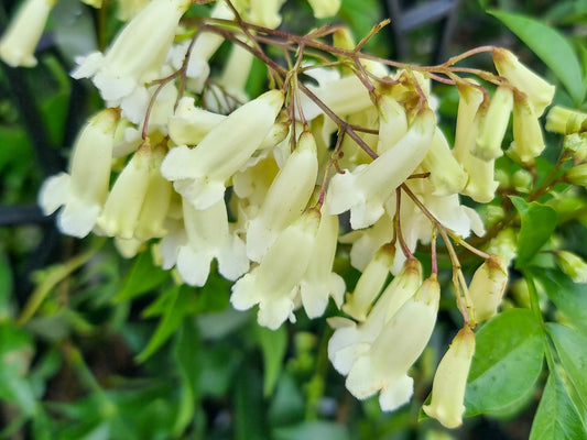 Pandorea pandorana Snowbells PanpanSno Wonga Wonga Vine 140mm