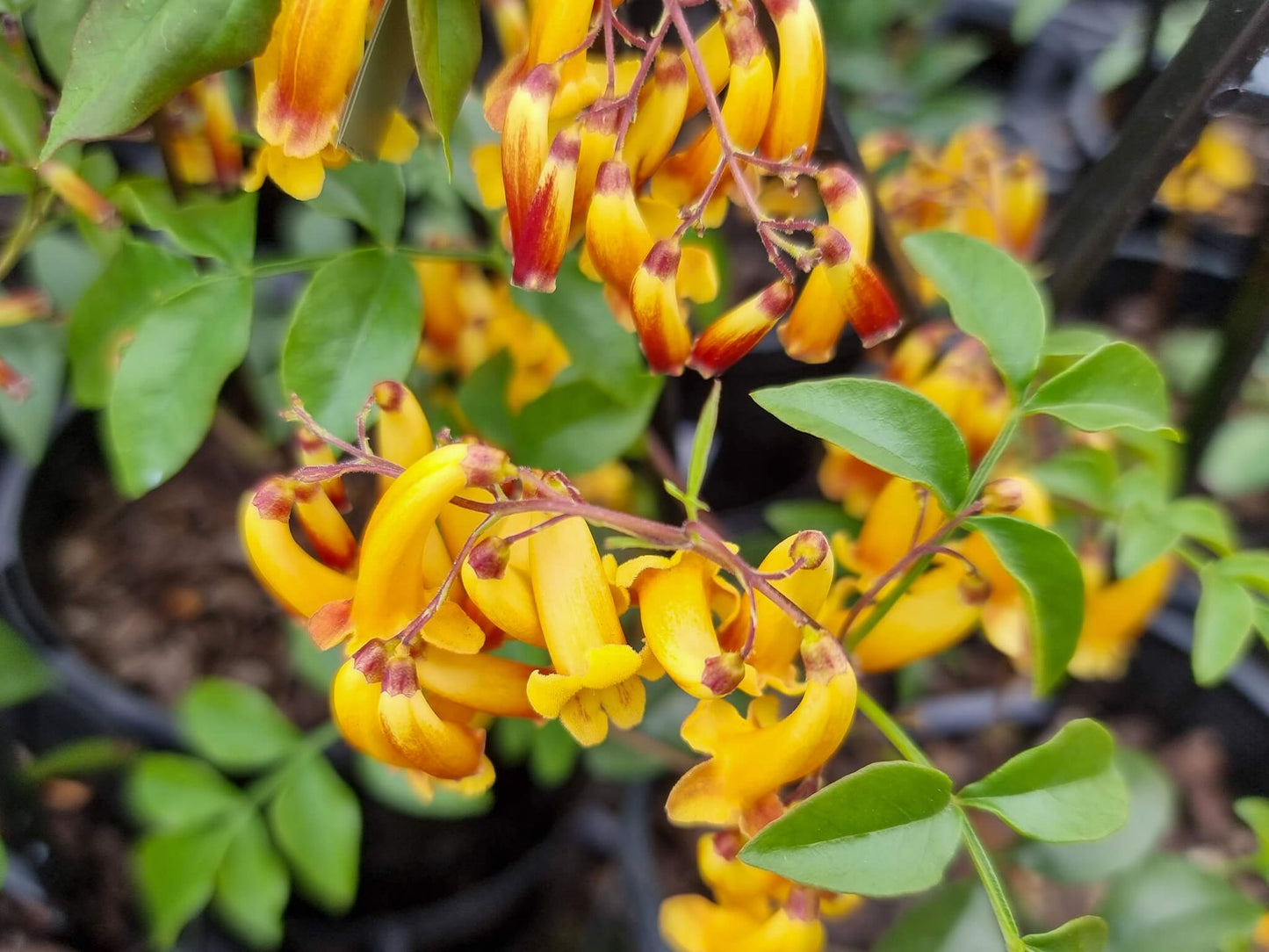 Pandorea pandorana Wonga Gold PanpanWG Wonga Wonga Vine 140mm