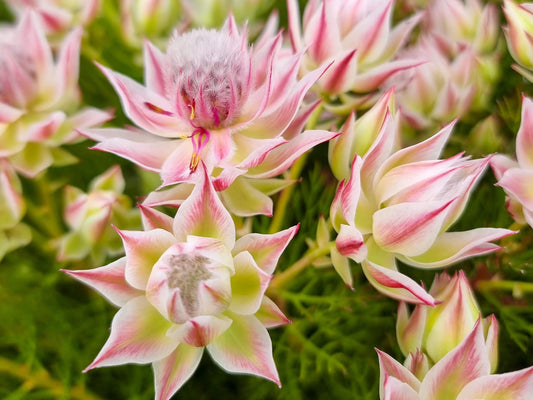 Serruria florida rosea Pretty N Pink SerfrPNP Blushing Bride, Pride of Franschhoek 140mm