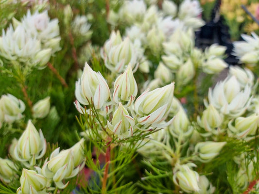 Serruria florida Blushing Bride SerfloBB Blushing Bride, Pride of Franschhoek 140mm