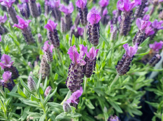 Lavandula pedunculata La Diva Papillon Big Night LavpedLDPB Lavender 140mm