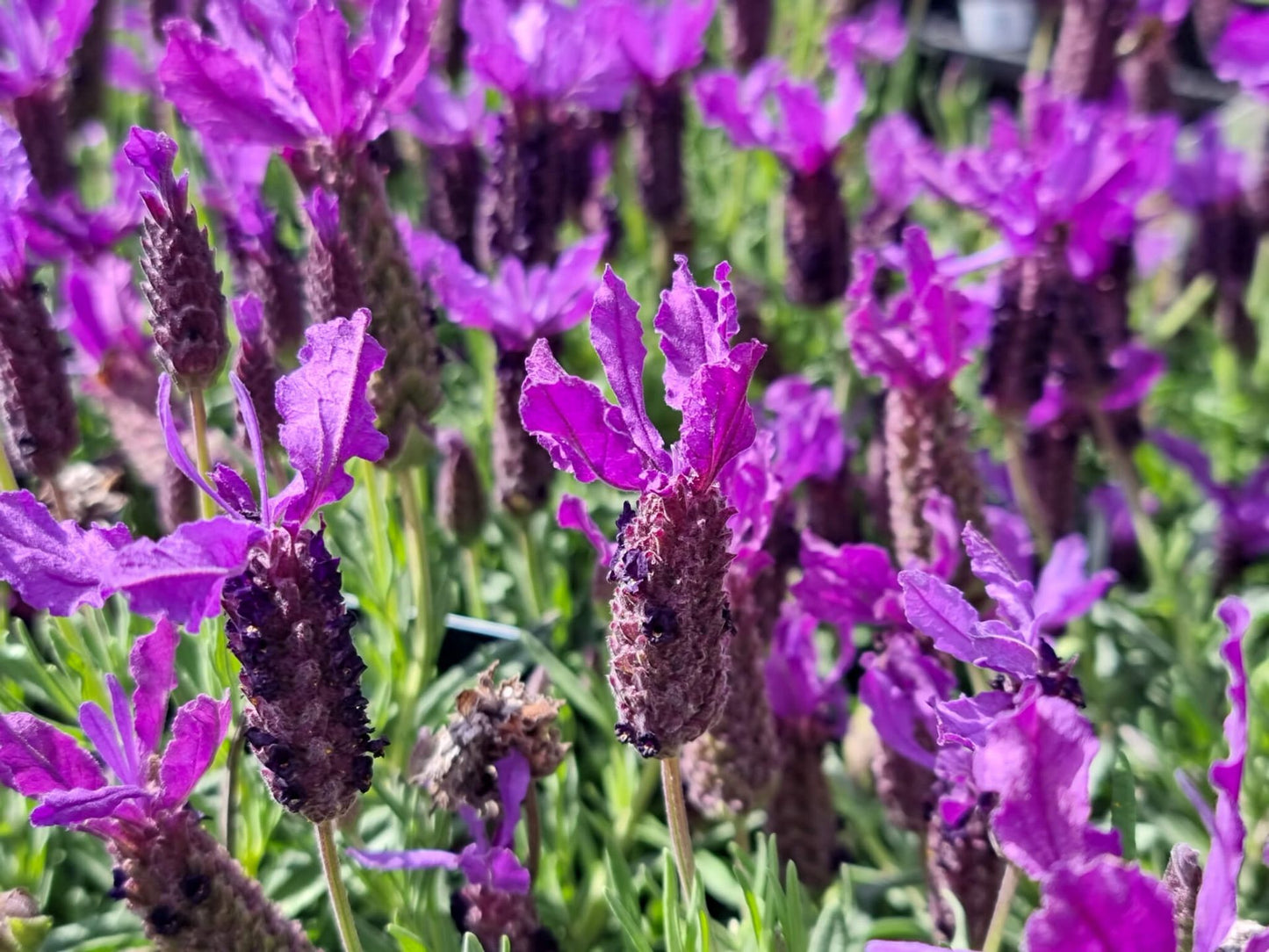 Lavandula stoechas Javelin Forte Deep Purple LavstoJFDP Italian Lavender, Spanish Lavender 140mm