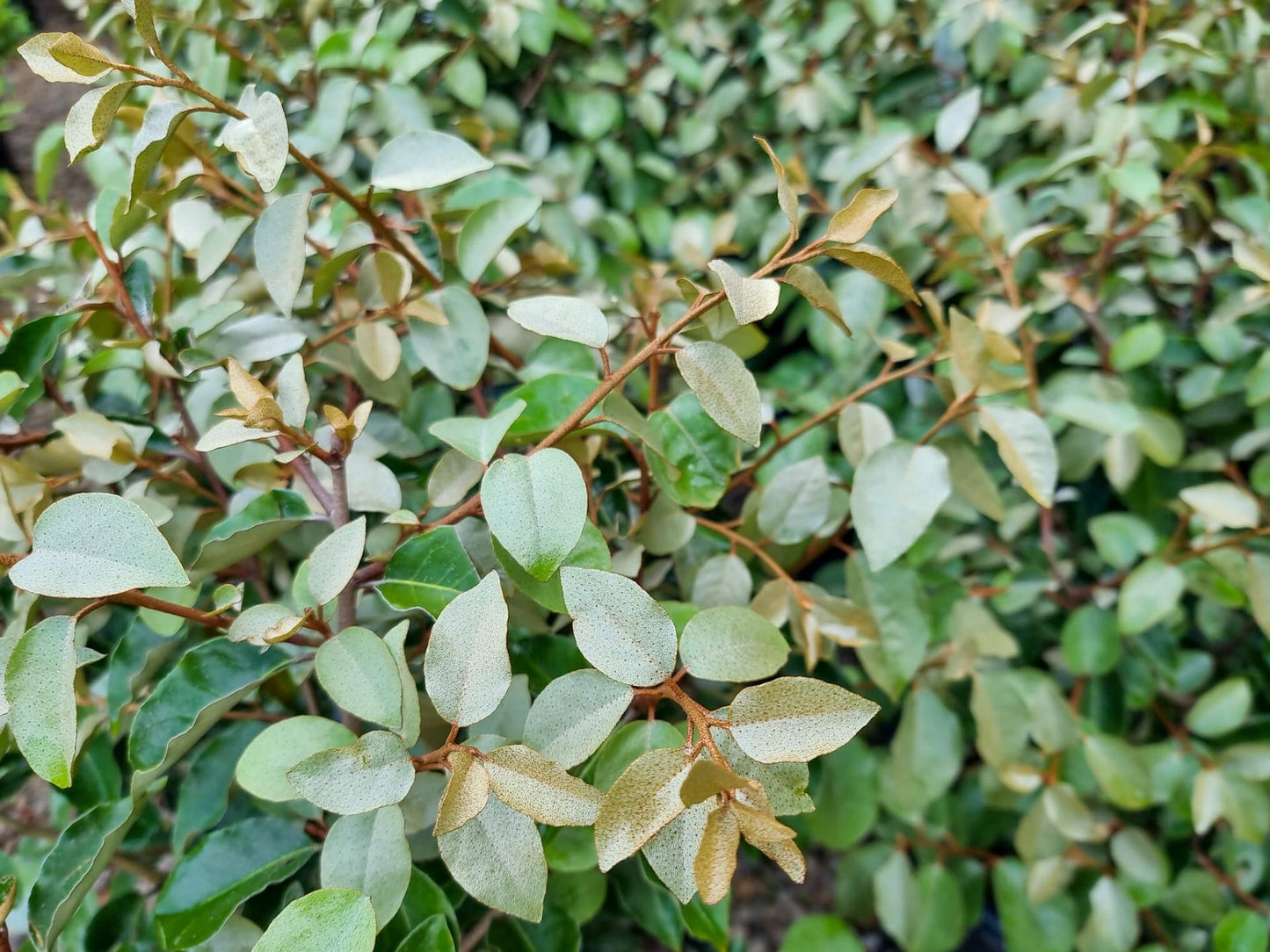 Elaeagnus ebbingei Elaebb Ebbings Silverberry, Silver Berry 200mm