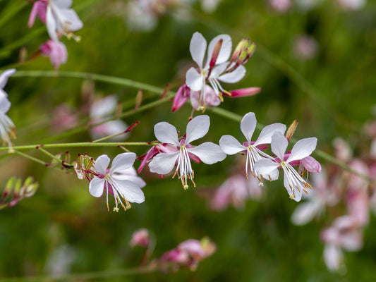 Gaura lindheimeri Gaulin White Butterfly Bush, syn Oenothera lindheimeri