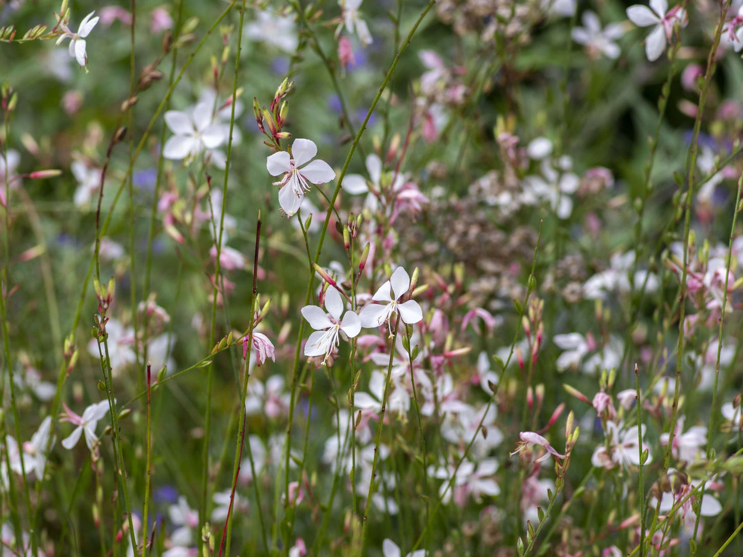 Gaura lindheimeri Gaulin White Butterfly Bush, syn Oenothera lindheimeri