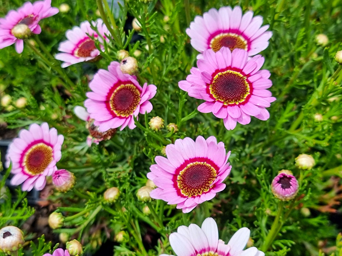 Argyranthemum hybrida Grandaisy Pink Halo ArghybGPH Marguerite Daisy 140mm