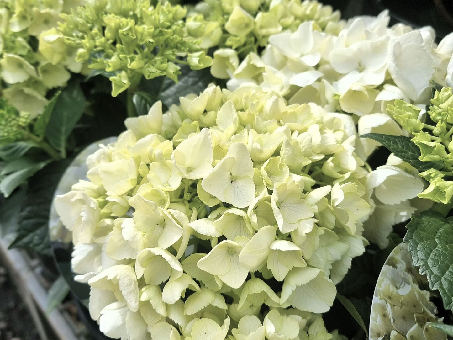 Hydrangea macrophylla White HydmacWh Big Leaf Hydrangea, Mophead, French Hydrangea, Lacecap 200mm