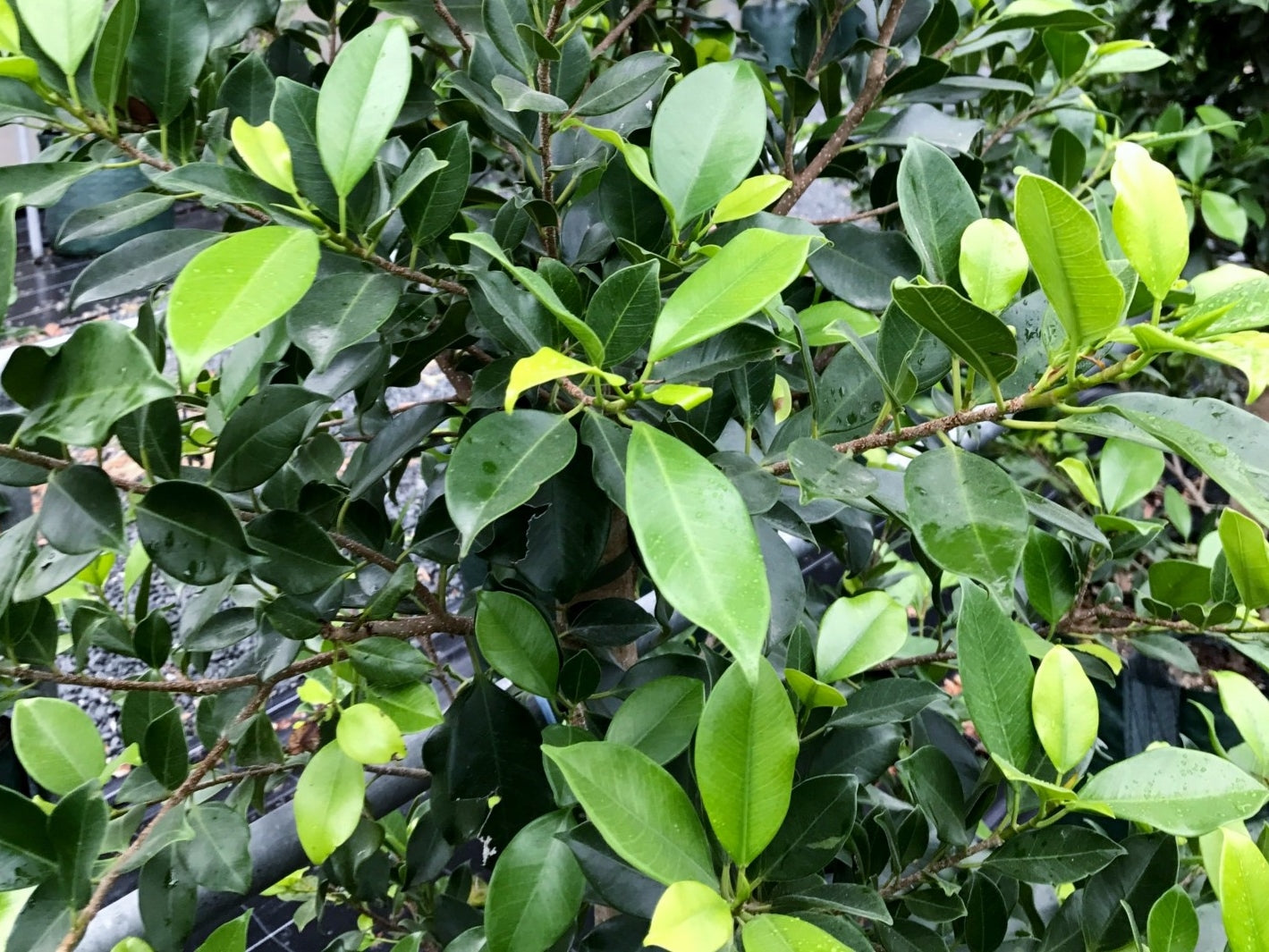 Ficus microcarpa hillii Flash FicmhFla Hills Weeping Fig