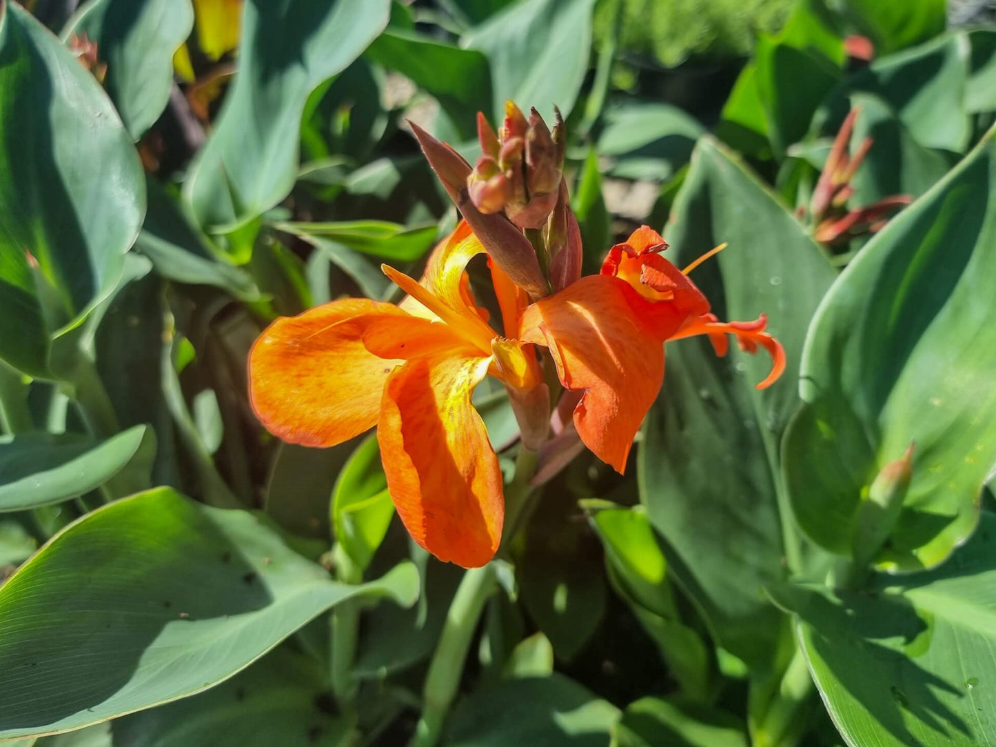 Canna generalis Orange CangenOr Canna Lily 140mm