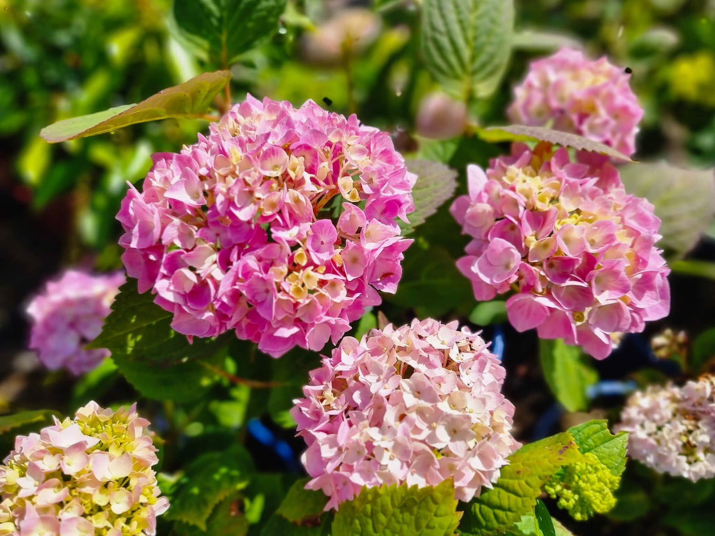 Hydrangea macrophylla Endless Summer HydmacES Big Leaf Hydrangea, Mophead, French Hydrangea, Lacecap 200mm