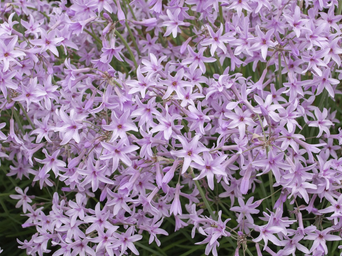 Tulbaghia violacea Dark Star PBR TulvioDS Society Garlic, Wild Garlic, Border Stars 140mm