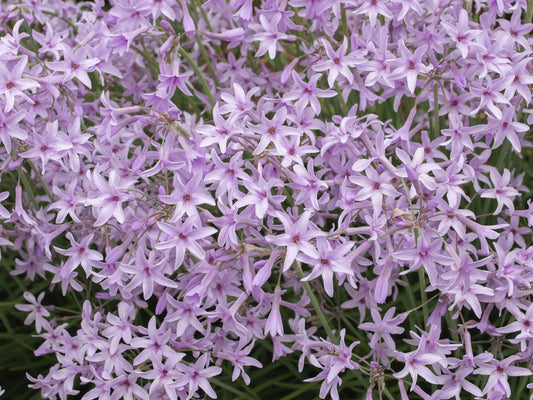 Tulbaghia violacea Dark Star PBR TulvioDS Society Garlic, Wild Garlic, Border Stars 140mm