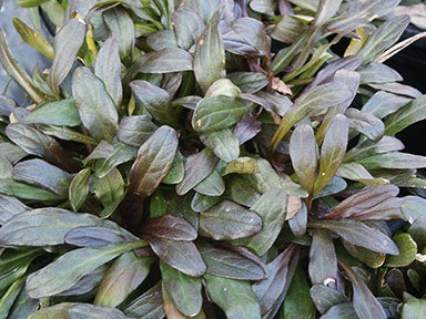 Ajuga reptans Chocolate Chip AjurepCC Bugle, Bugleweed, Blue Bugle, Carpetweed 140mm