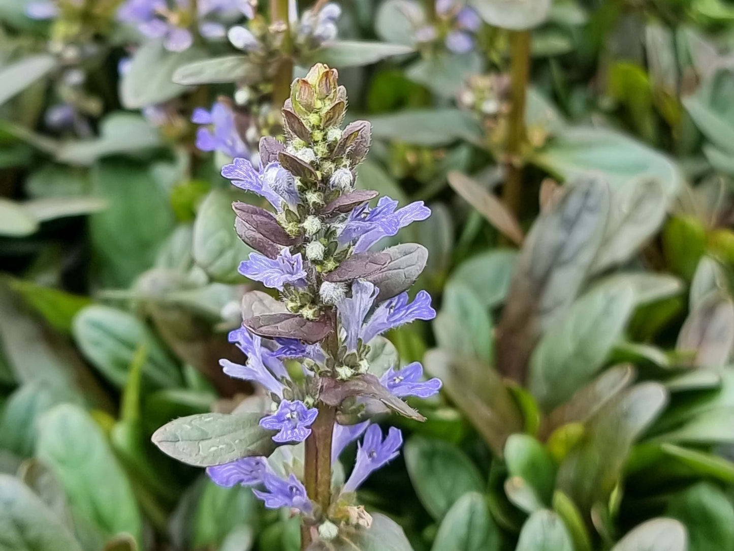 Ajuga reptans Chocolate Chip AjurepCC Bugle, Bugleweed, Blue Bugle, Carpetweed 140mm