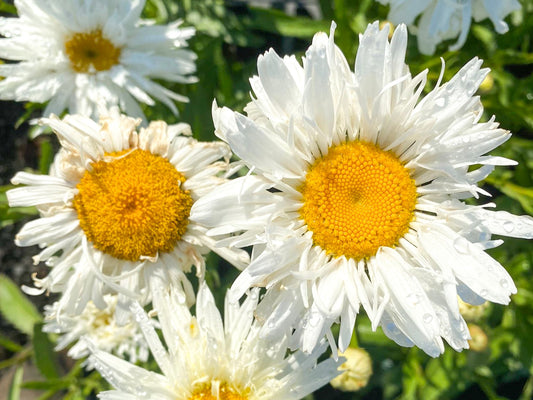 Chrysanthemum maximum Chrmax