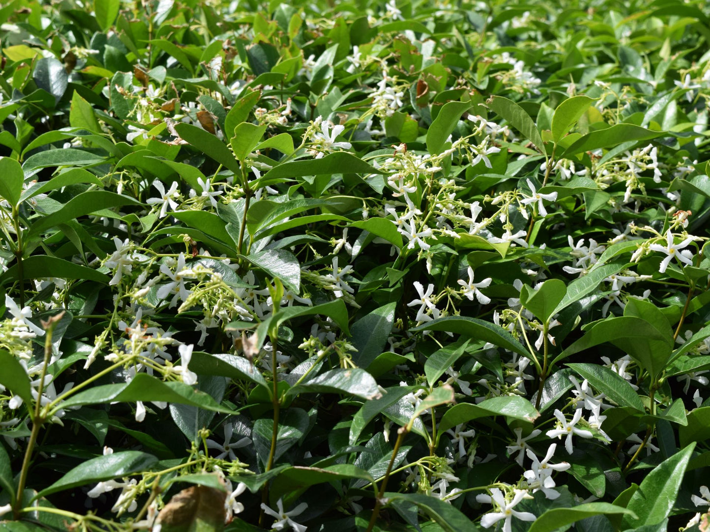 Trachelospermum jasminoides Trajas Chinese Star Jasmine, Star Jasmine, Star Jessamine 140mm