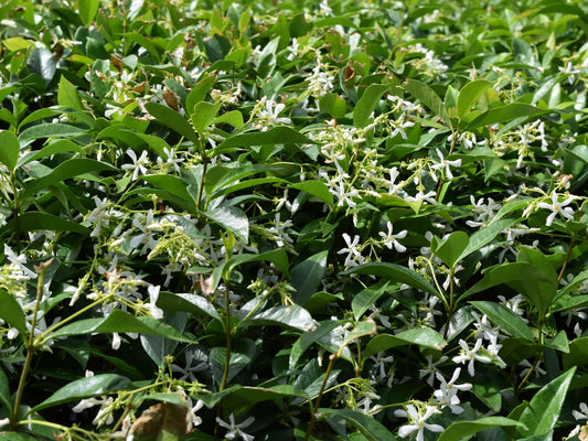 Trachelospermum jasminoides Trajas Chinese Star Jasmine, Star Jasmine, Star Jessamine 140mm