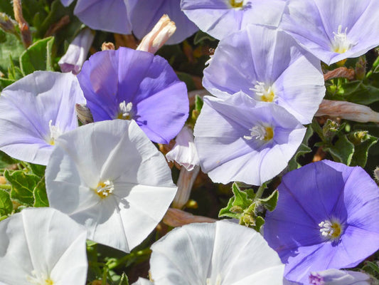 Convolvulus sabatius Two Moons ConsabTM Blue Morning Glory, Bindweed 140mm