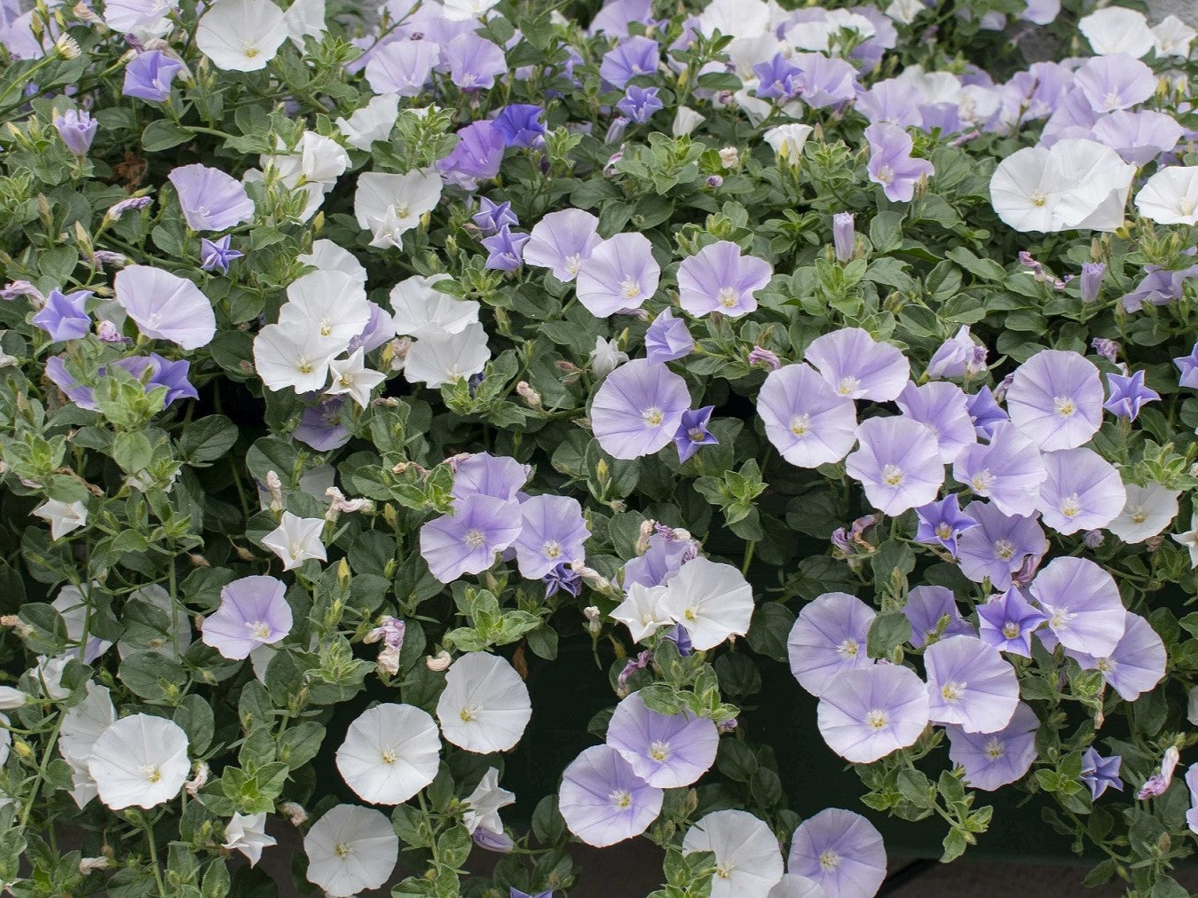 Convolvulus sabatius Two Moons ConsabTM Blue Morning Glory, Bindweed 140mm