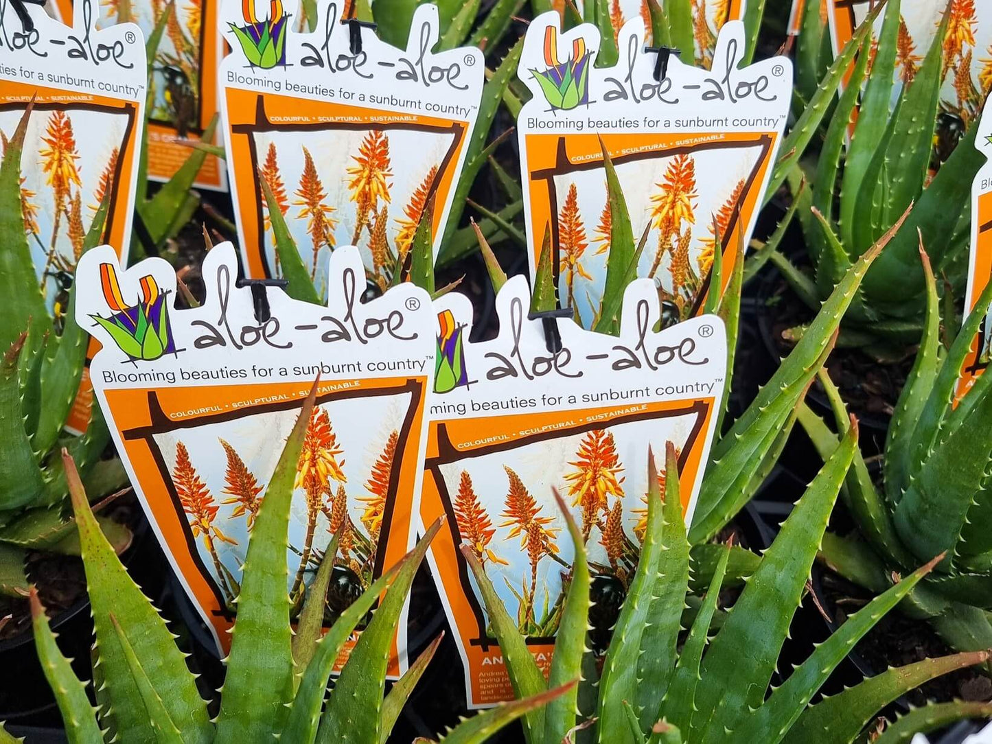 Aloe hybrida Andreas Orange AlohybAO LEO4363, Succulen 140mm
