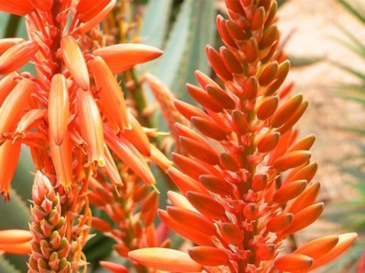 Aloe hybrida Andreas Orange AlohybAO LEO4363, Succulen 140mm