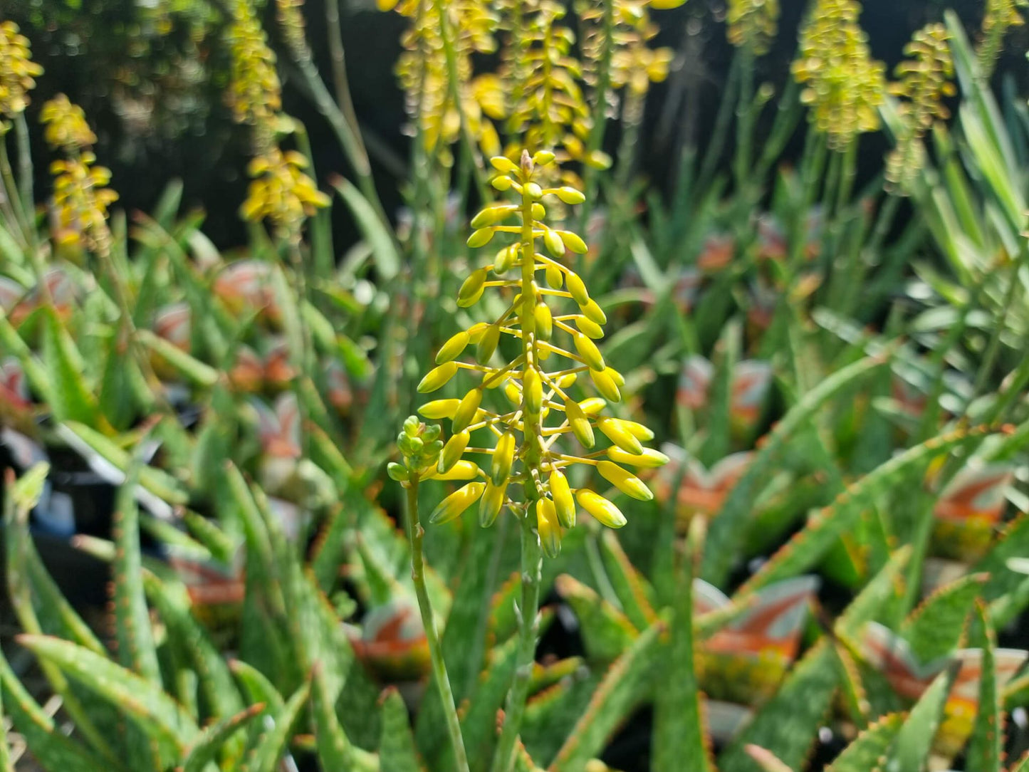 Aloe hybrida Mighty Gold PBR AlohybMGo AL02, Succulent 140mm